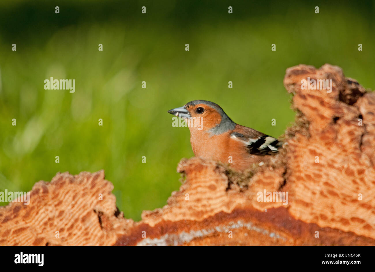 Maschio di fringuello rovistando in un pino abbattuto ceppo di albero Foto Stock