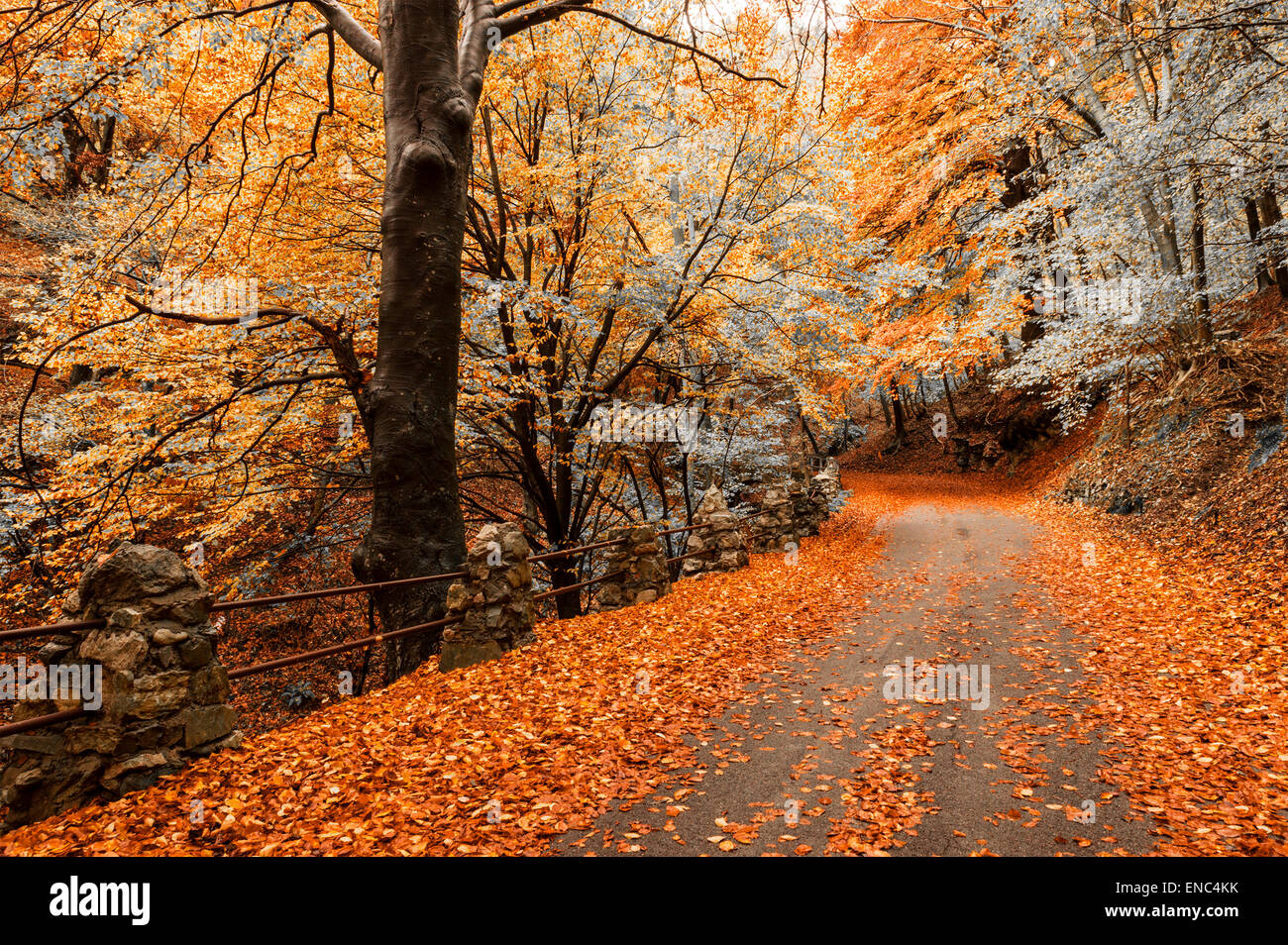 La Stagione Autunnale I Colori E Le Sfumature Della Natura Nel Parco Del Campo Dei Fiori Varese Foto Stock Alamy