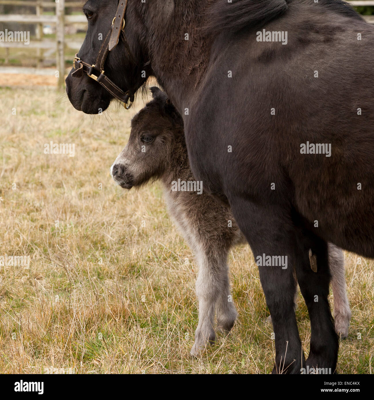 Un giorno il vecchio pony Shetland puledro con sua madre Foto Stock
