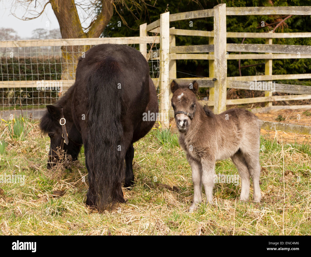 Un pony Shetland mare e puledro Foto Stock