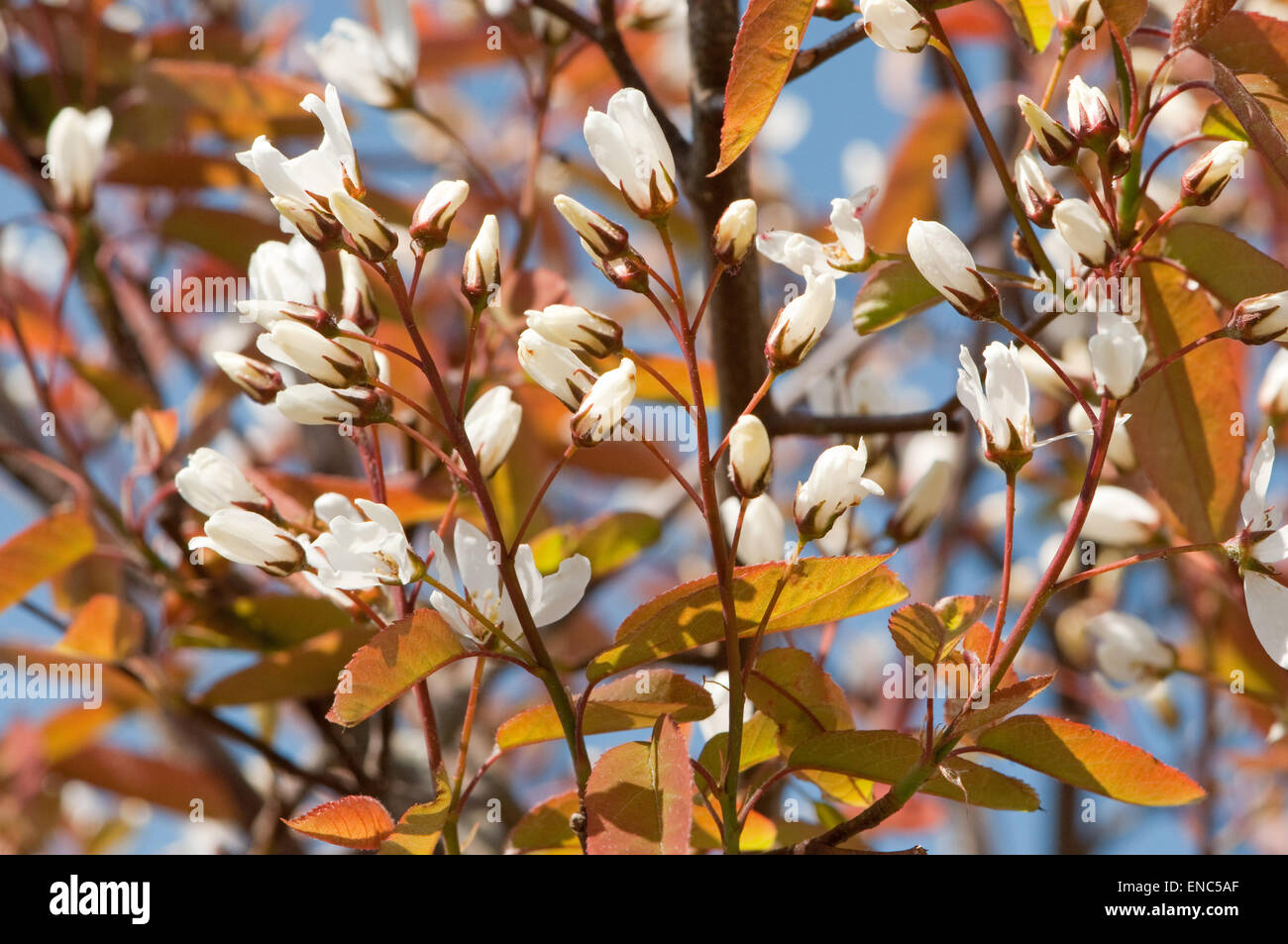 Ciliegio ornamentale Tree Blossom apertura Foto Stock