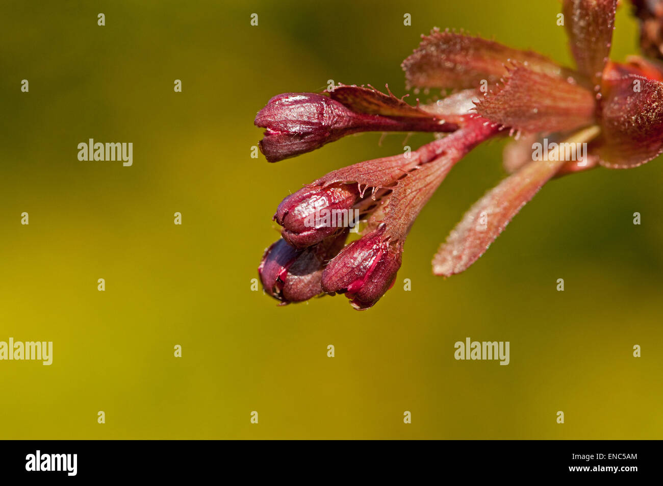 Ciliegio ornamentale Tree boccioli di fiori Foto Stock