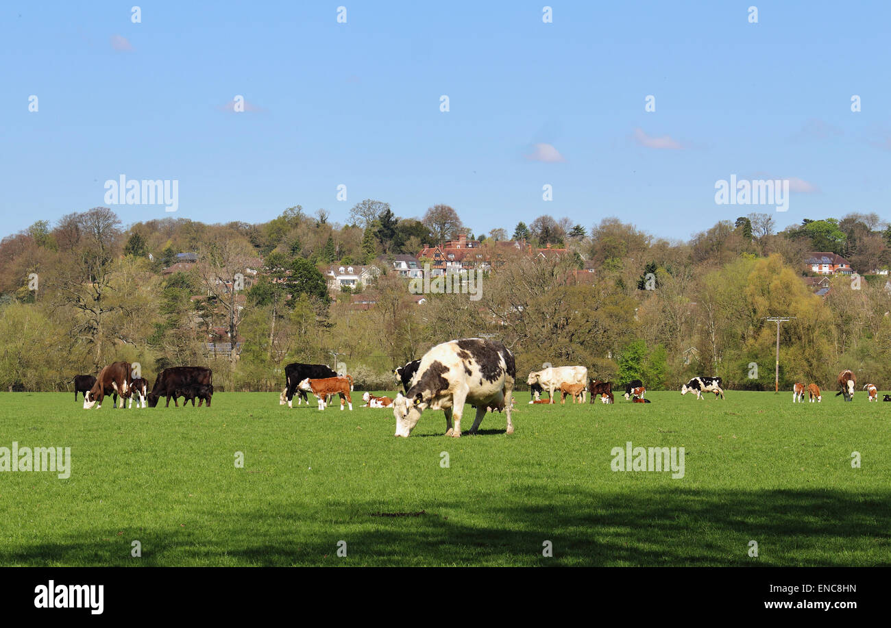 Il pascolo di bestiame in un prato inglese con il Chiltern Hills in background Foto Stock