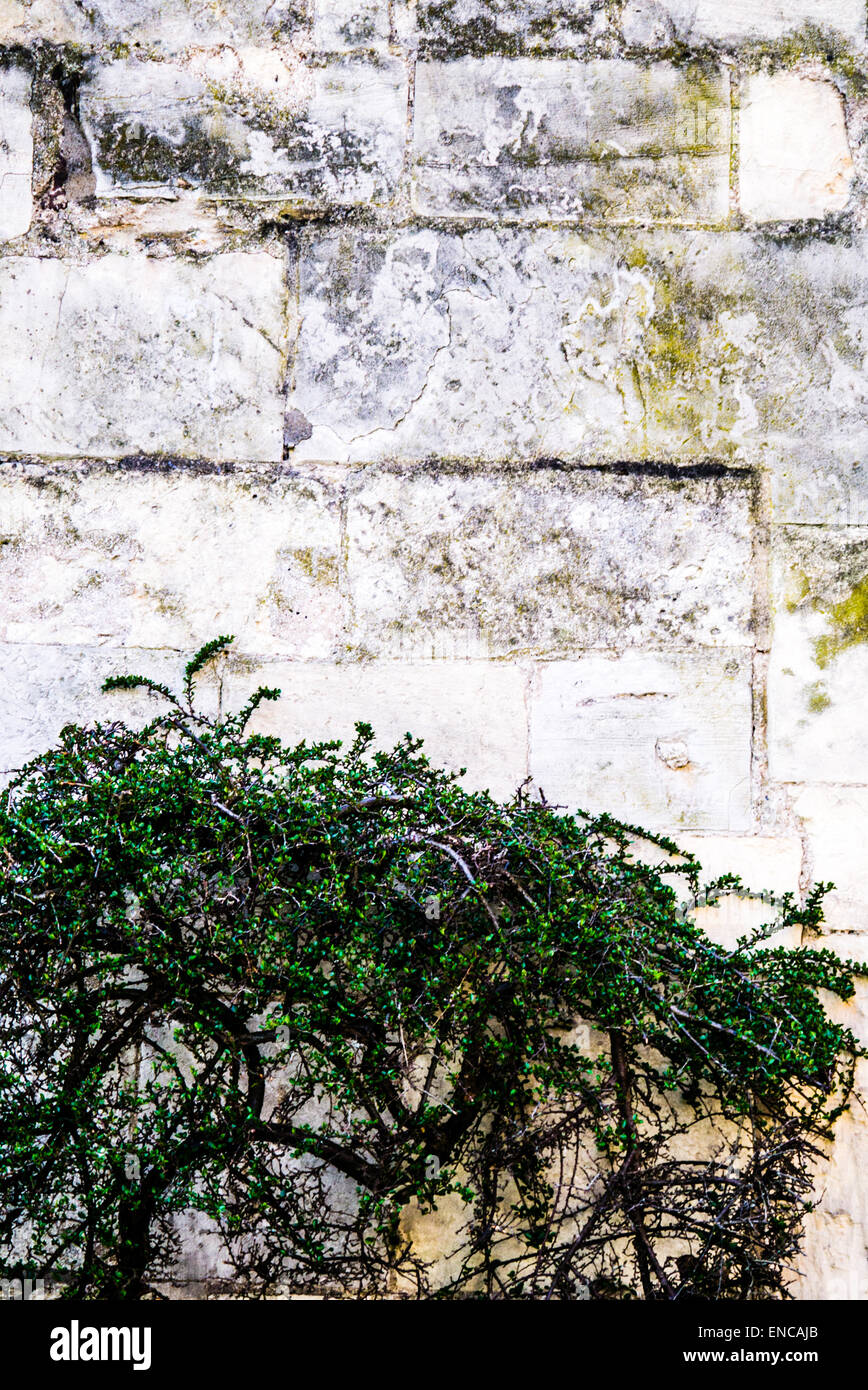 Piccolo-lasciava verde impianto di arrampicata sul vecchio muro di pietra Foto Stock