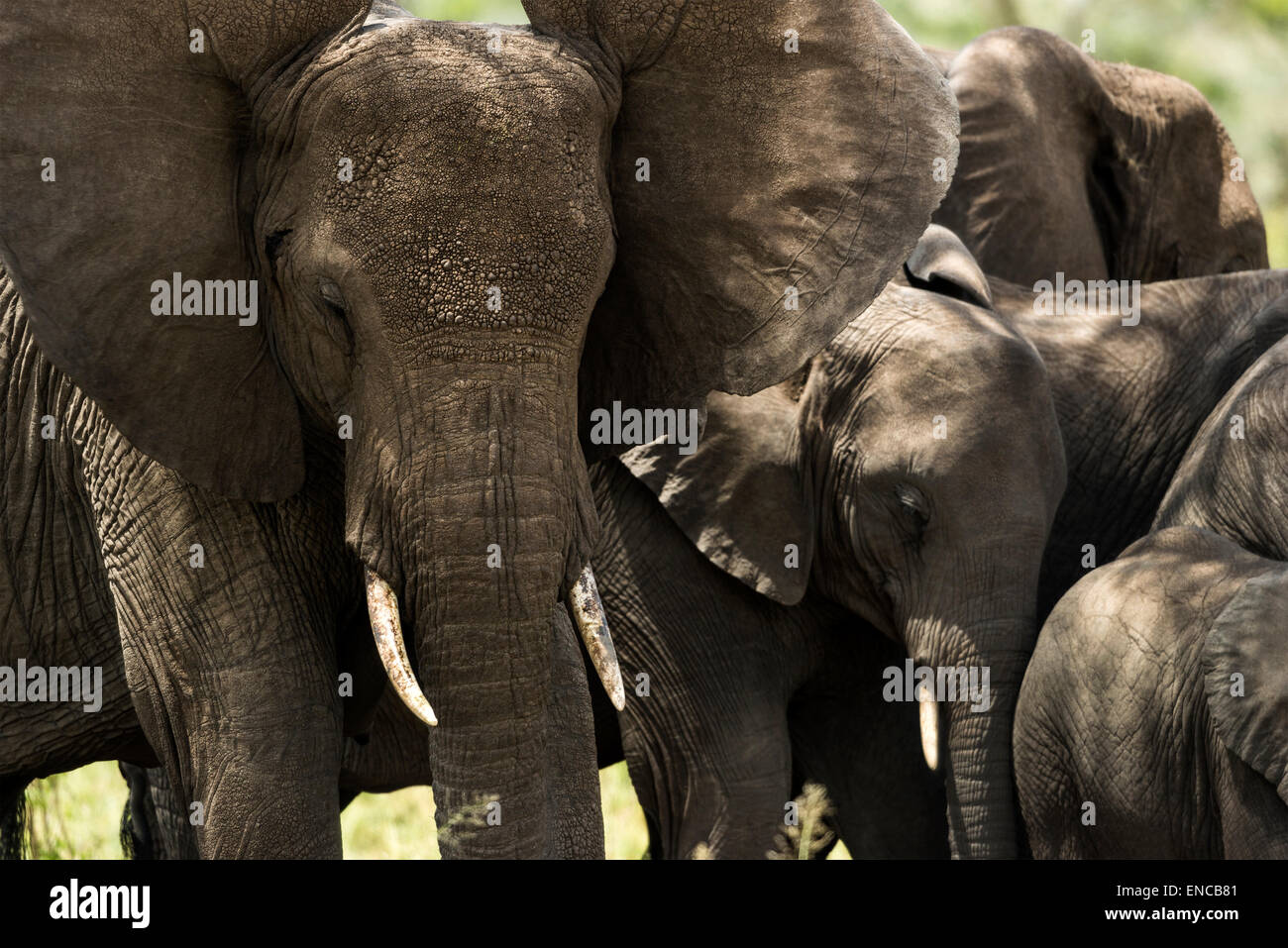 Close-up di un branco di elefanti, Serengeti, Tanzania Africa Foto Stock