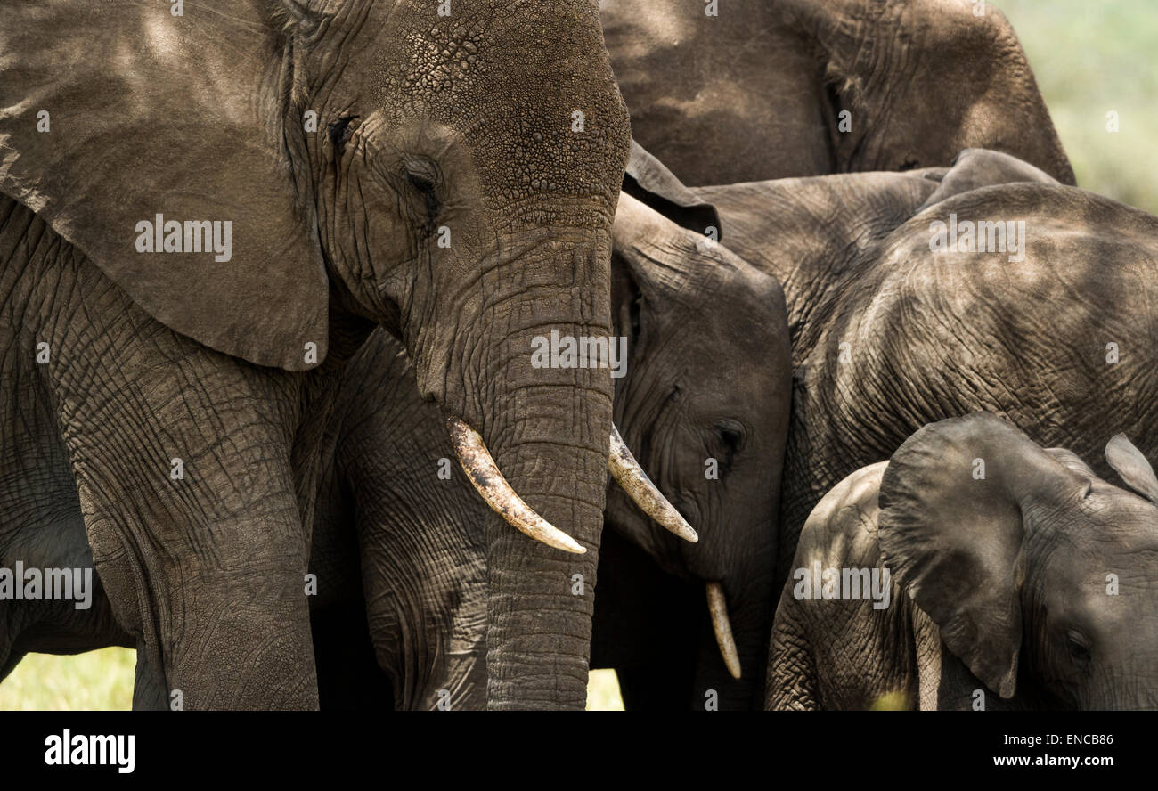 Close-up di un branco di elefanti, Serengeti, Tanzania Africa Foto Stock