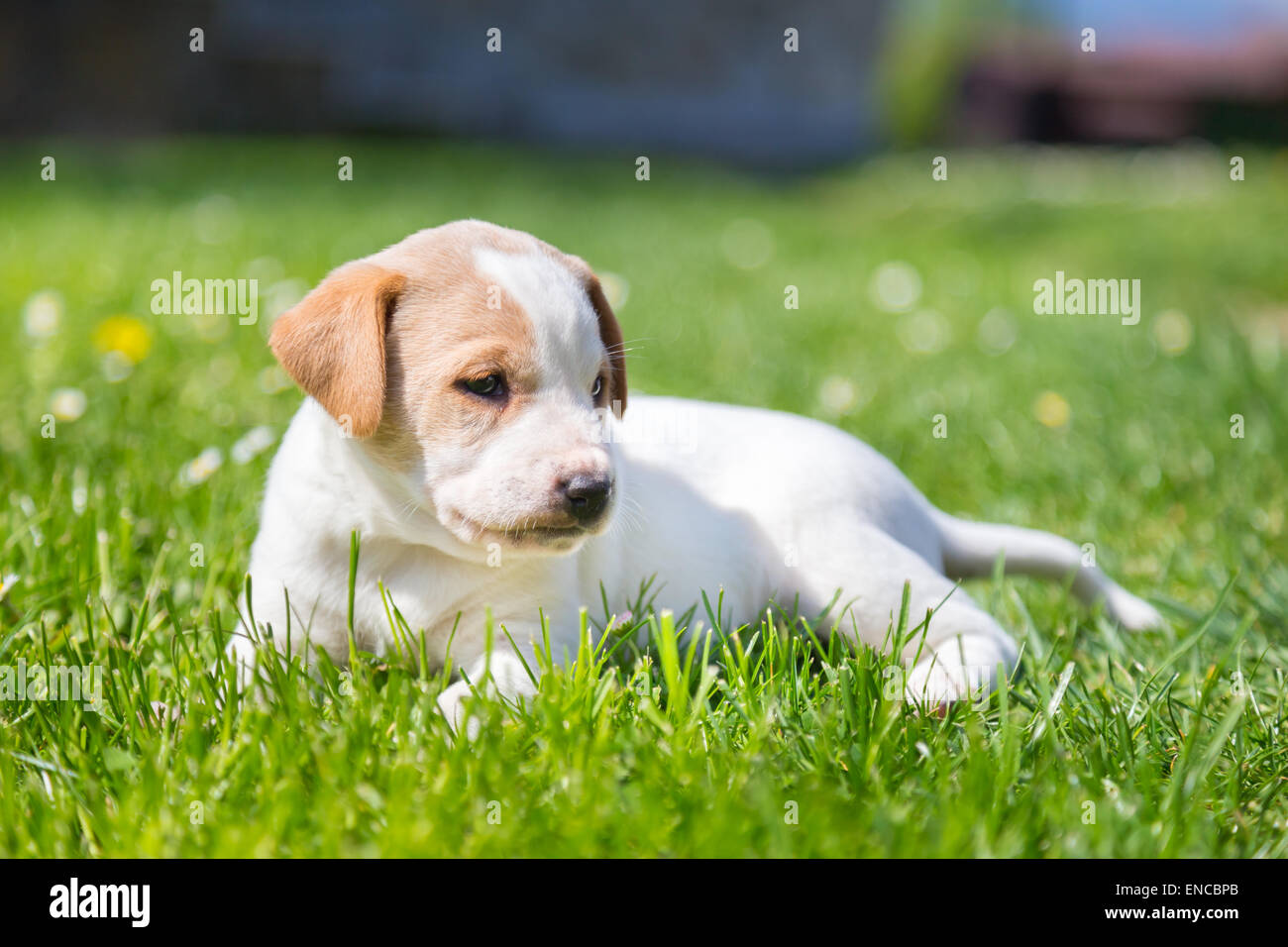 Mixed-breed carino piccolo cucciolo sull'erba. Foto Stock