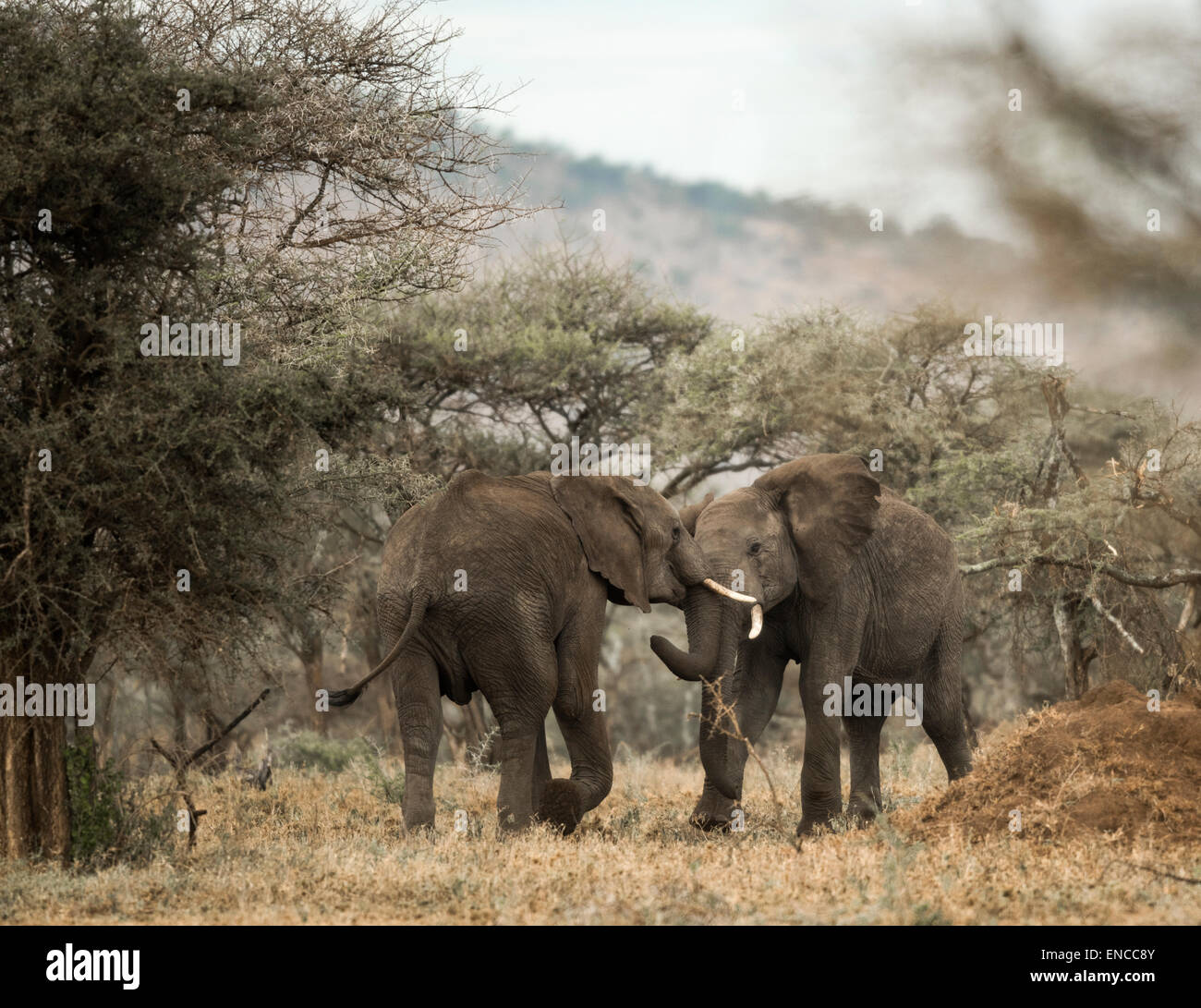 Giovani elefanti giocando, Serengeti, Tanzania Africa Foto Stock