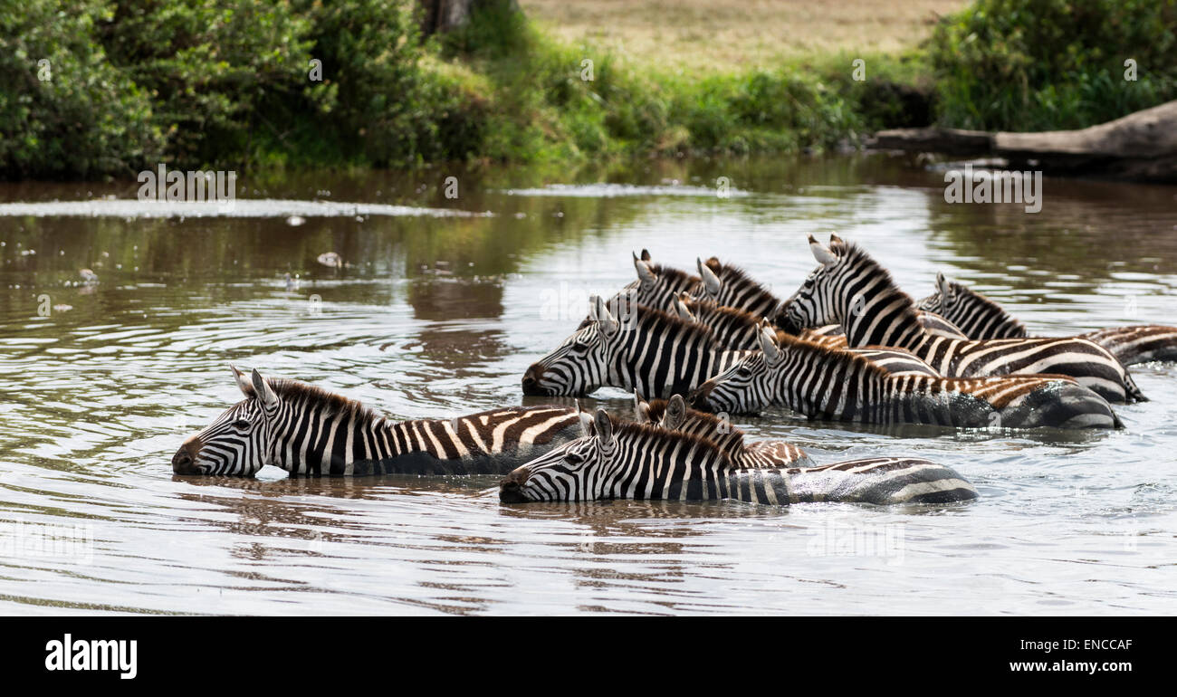 Zebra di bere nel fiume, Serengeti, Tanzania Africa Foto Stock