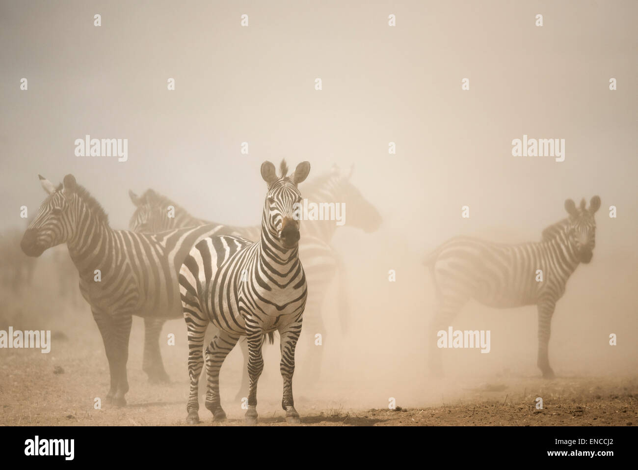 Zebra in piedi in polvere, Serengeti, Tanzania Africa Foto Stock