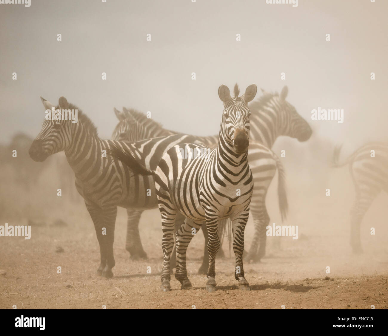 Zebra in piedi in polvere, Serengeti, Tanzania Africa Foto Stock