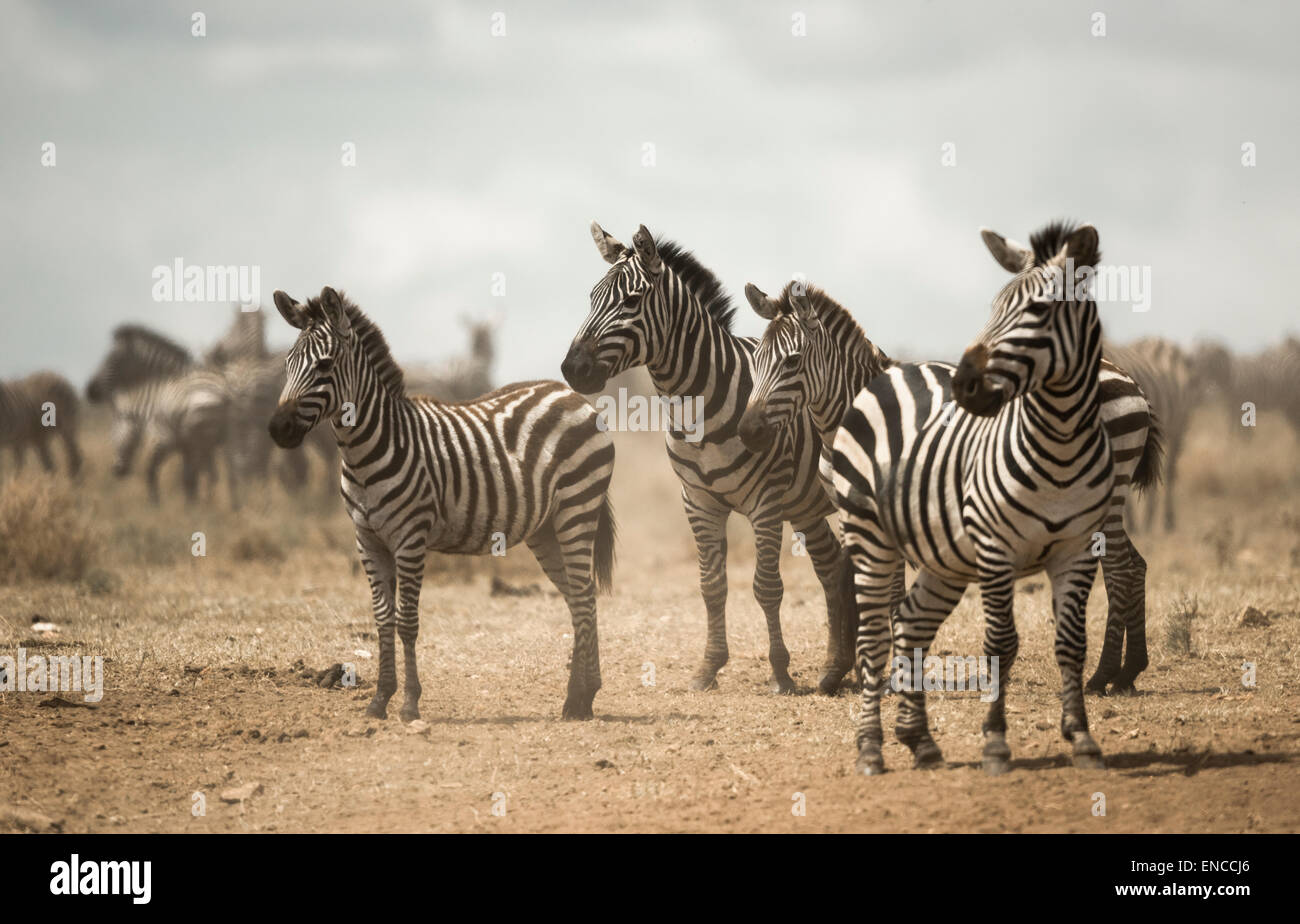 Zebra standing, Serengeti, Tanzania Africa Foto Stock