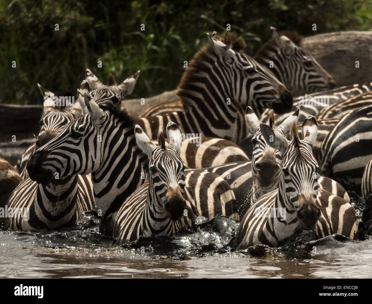 Zebre camminando in un fiume, Serengeti, Tanzania Africa Foto Stock