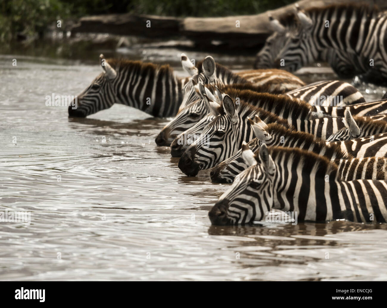 Zebra di bere nel fiume, Serengeti, Tanzania Africa Foto Stock