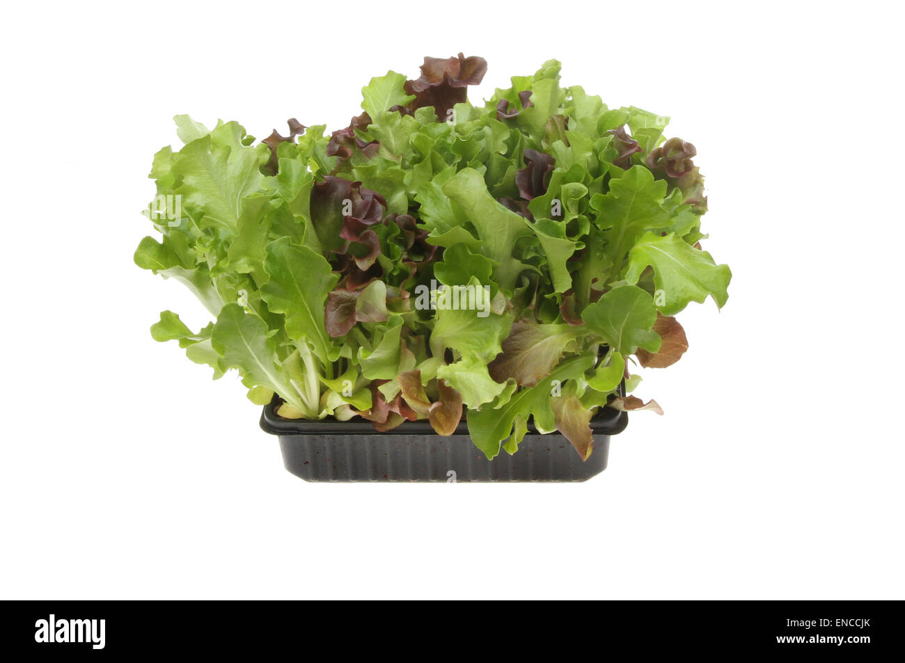 Vivere foglie di insalata che cresce in un vassoio di plastica isolati contro white Foto Stock