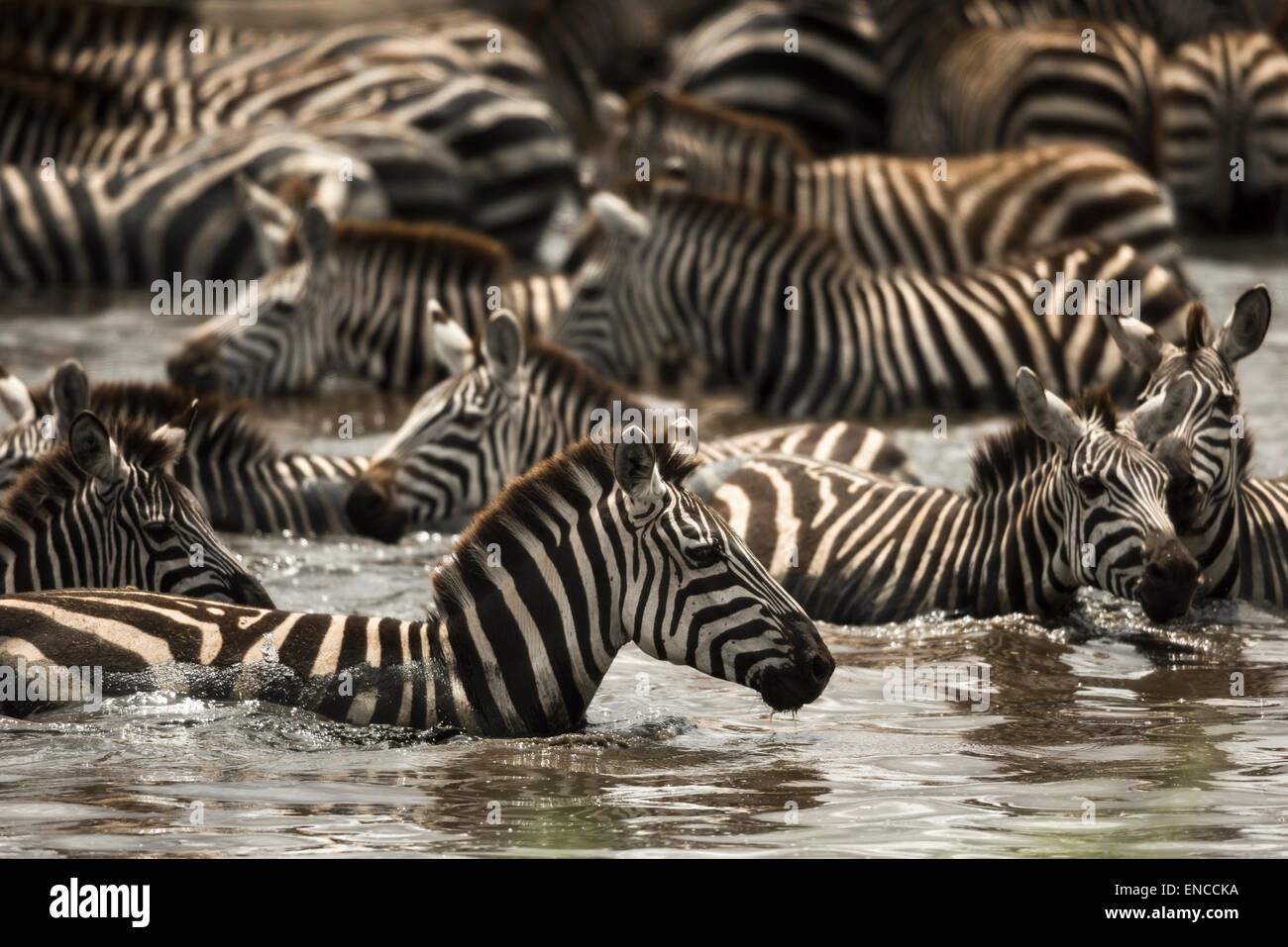 Zebre di riposo in un fiume, Serengeti, Tanzania Africa Foto Stock