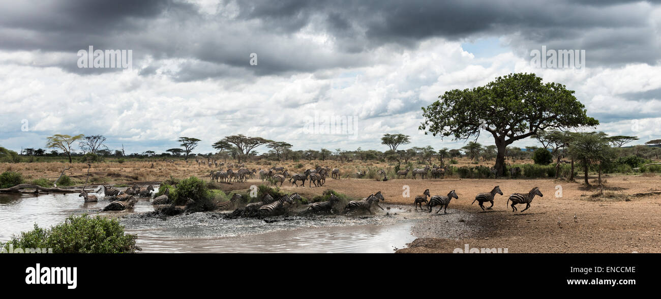 Mandria di zebre appoggiata da un fiume, Serengeti, Tanzania Africa Foto Stock