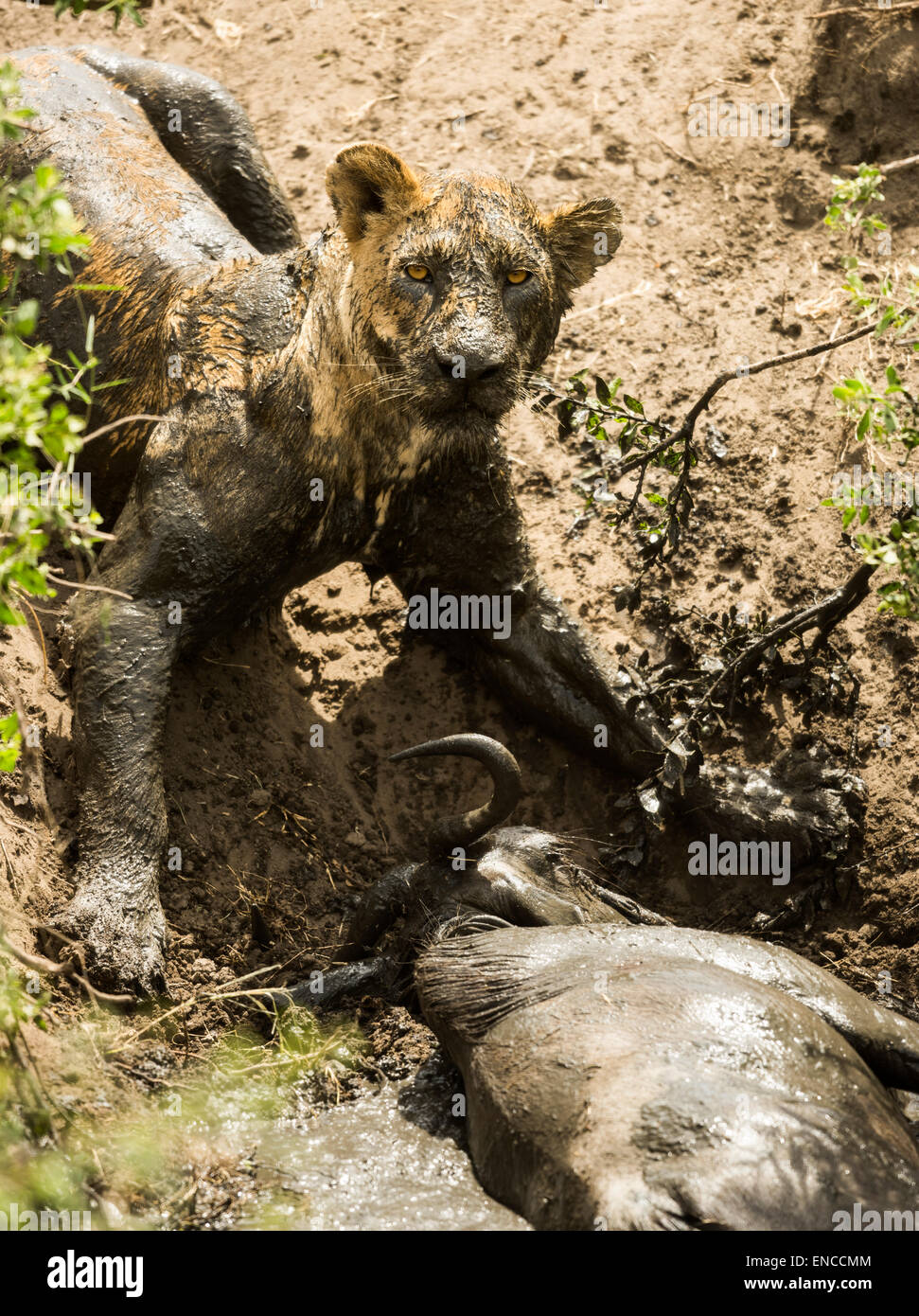 Leonessa sporca che giace accanto alla sua preda, Serengeti, Tanzania Africa Foto Stock