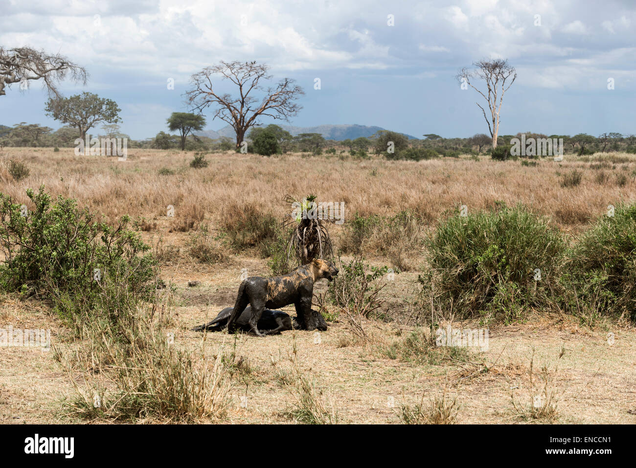 Leonessa sporca in piedi accanto alla sua preda, Serengeti, Tanzania Africa Foto Stock