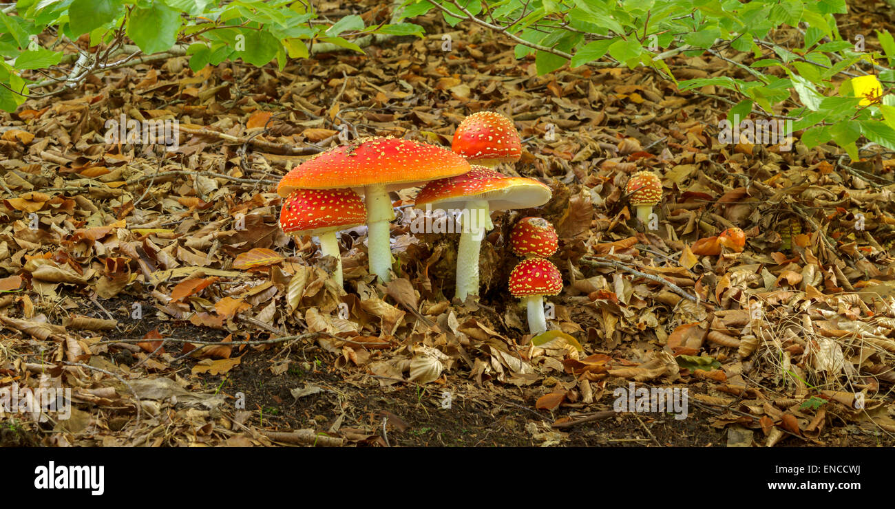 Fly agaric nella foresta, SA, Adelaide, Australia Foto Stock