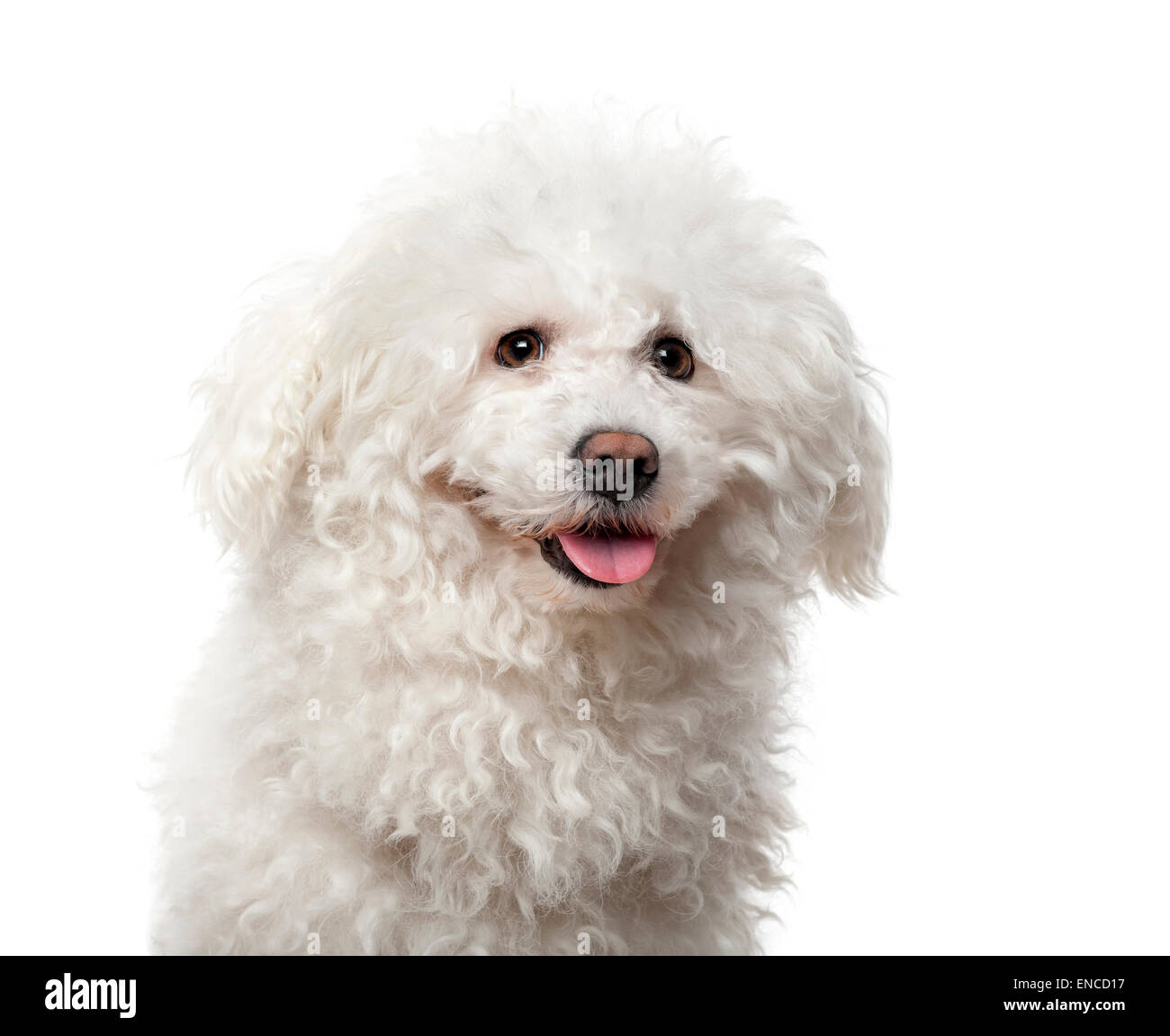 Il Maltese (4 anni) davanti a uno sfondo bianco Foto Stock