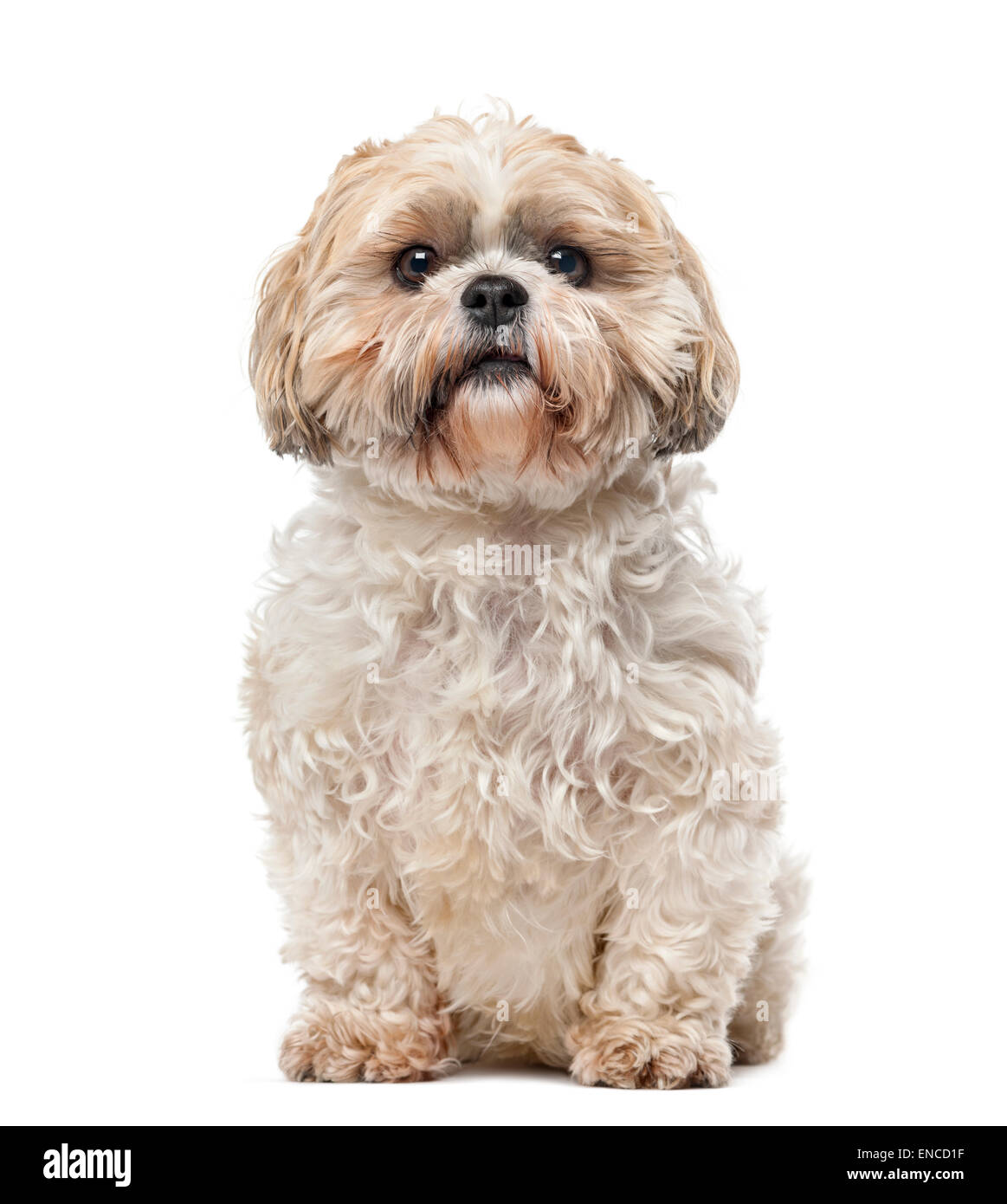 Shih Tzu (7 anni) davanti a uno sfondo bianco Foto Stock