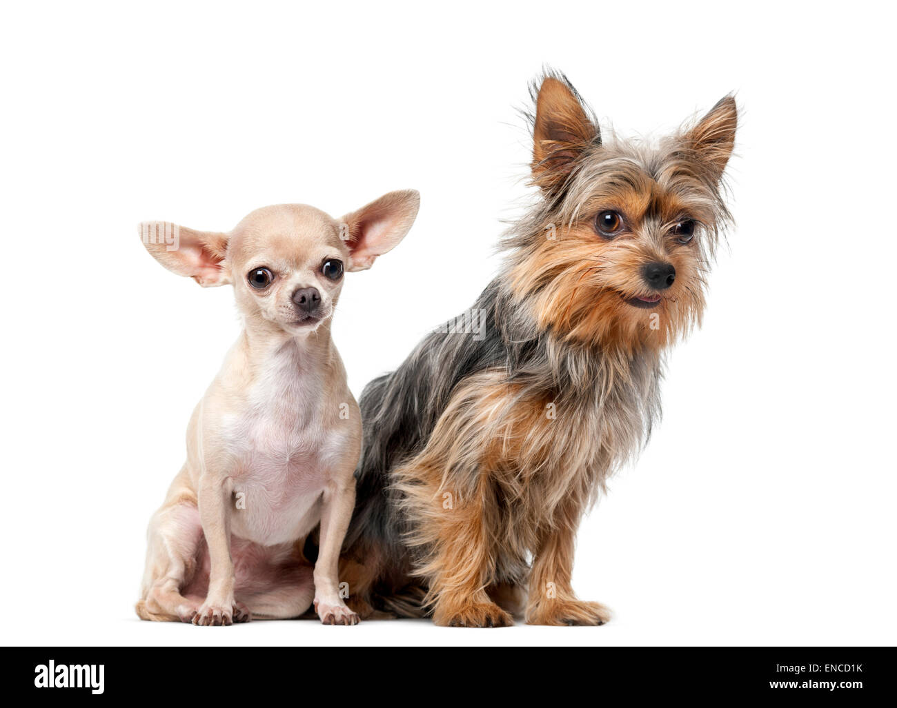 Yorkshire Terrier e Chihuahua seduto davanti a uno sfondo bianco Foto Stock