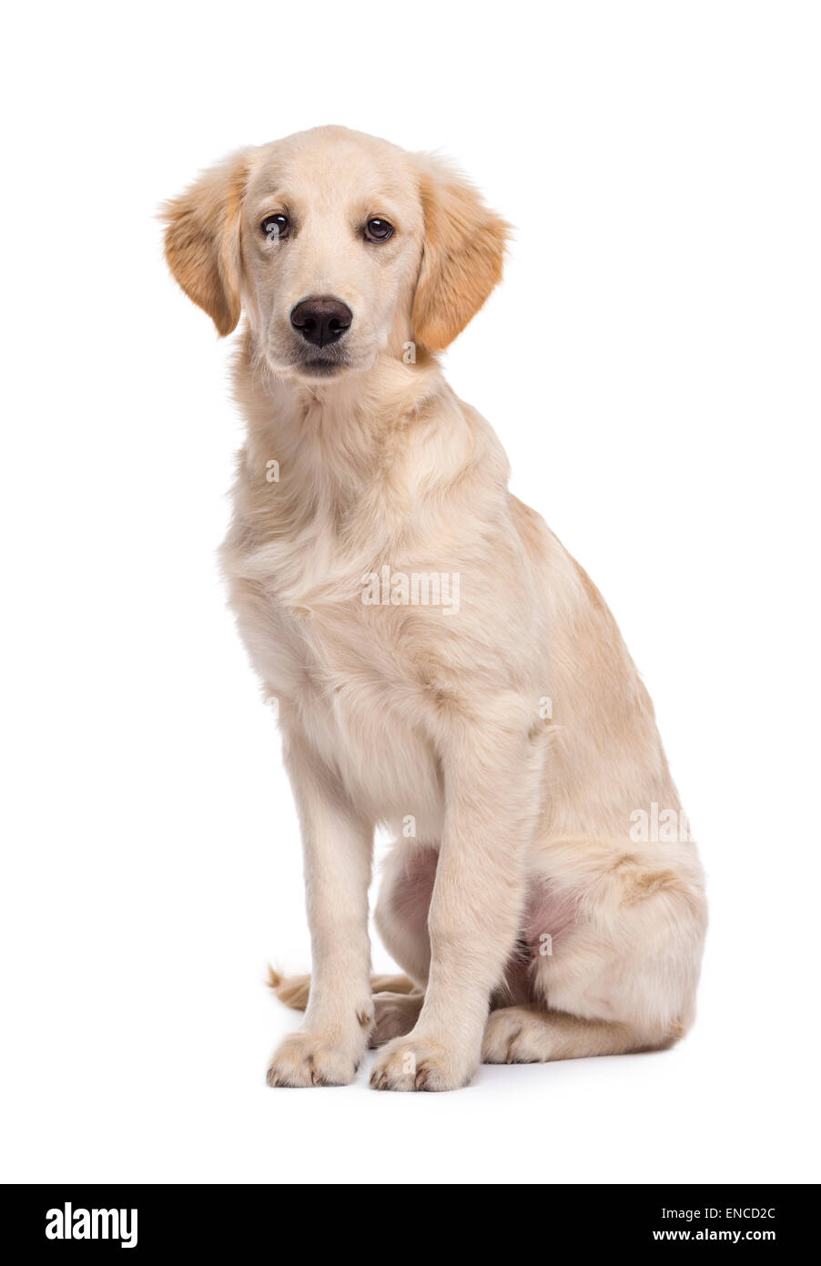 Golden Retriever (5 mesi) seduti contro uno sfondo bianco Foto Stock