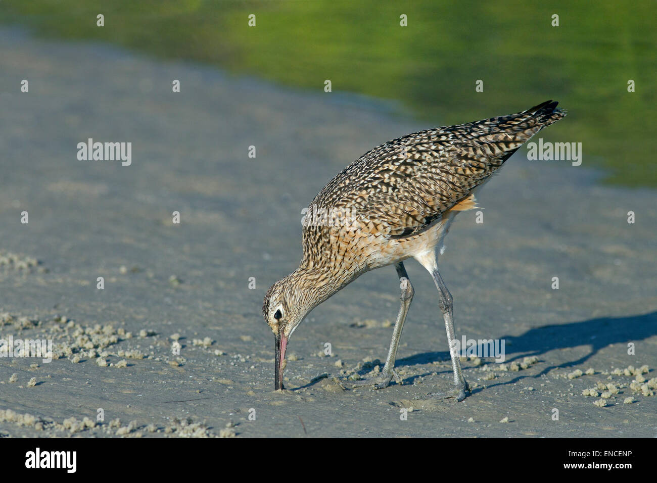 A lungo fatturati Curlew Numenius americanus alimentare sulla riva del mare Florida USA Foto Stock