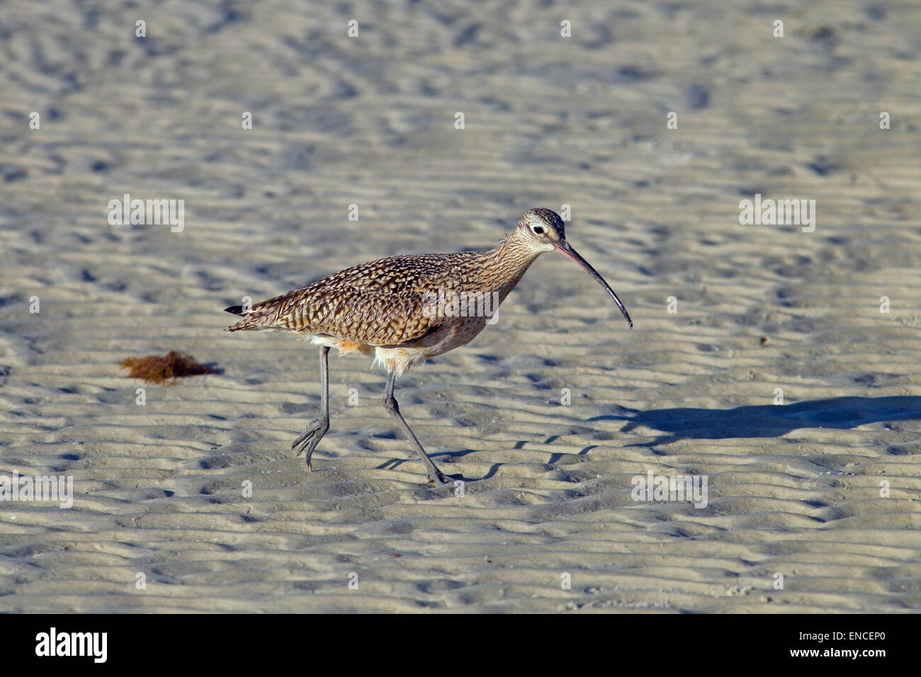 A lungo fatturati Curlew Numenius americanus alimentare sulla riva del mare Florida USA Foto Stock