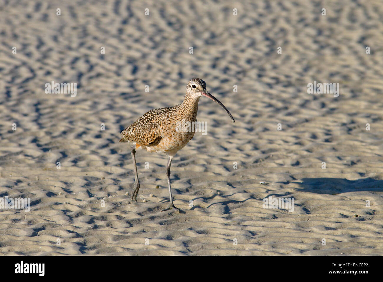 A lungo fatturati Curlew Numenius americanus alimentare sulla riva del mare Florida USA Foto Stock