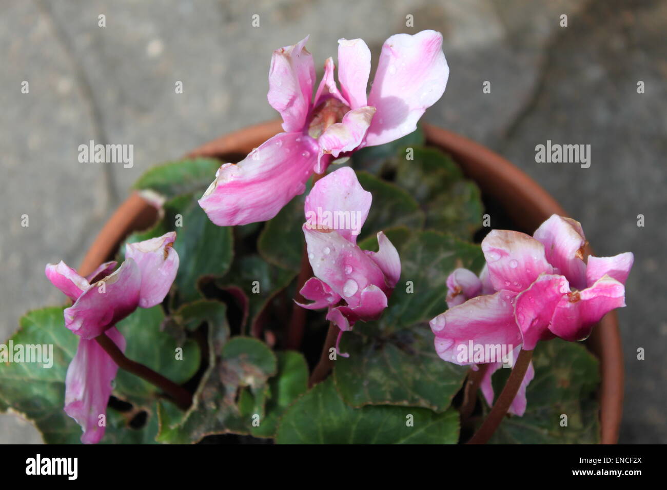 ciclamino rosa in una pentola nel giardino estivo Foto Stock