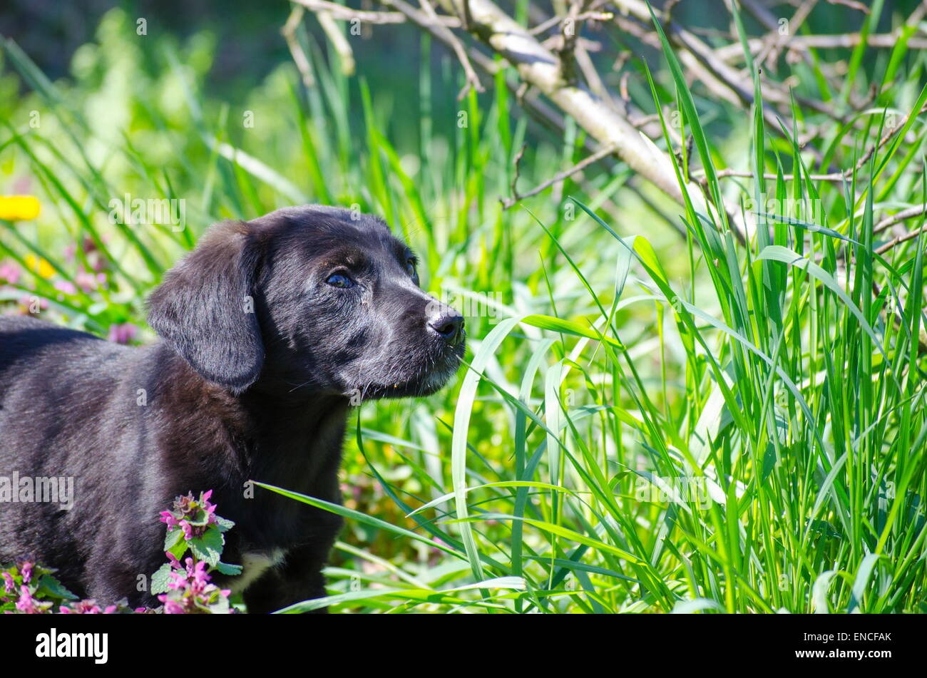 Nero carbone mix cucciolo di razza tra l'erba e foglie colorate di fiori di campo Foto Stock