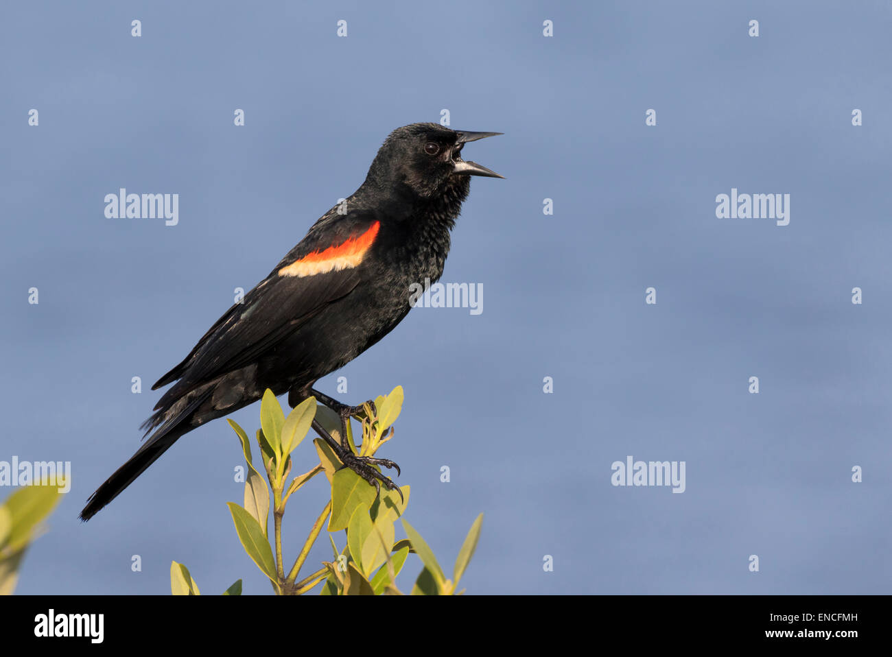 Un maschio di colore rosso-winged blackbird (Agelaius phoeniceus) cantare, Galveston, Texas, Stati Uniti d'America Foto Stock