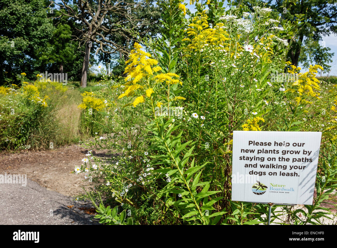 Chicago, Illinois, North Side, Lincoln Park, Lincoln Park Zoo, parco pubblico, Nature Boardwalk, ecosistema, piante native, prateria, erba di tallgrass, fiori selvatici, g giallo Foto Stock