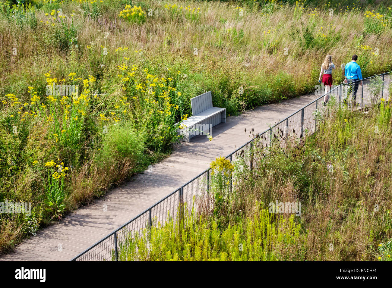 Chicago, Illinois, North Side, Lincoln Park, Lincoln Park Zoo, parco pubblico, Nature Boardwalk, ecosistema, piante native, prateria, erba di tallgrass, fiori selvatici, giallo, p Foto Stock
