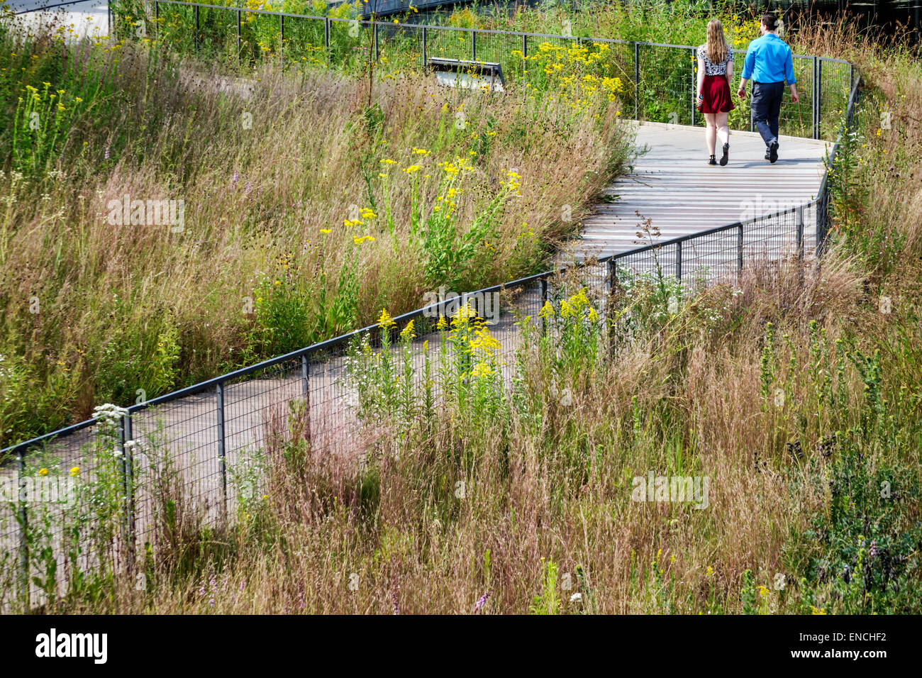 Chicago, Illinois, North Side, Lincoln Park, Lincoln Park Zoo, parco pubblico, Nature Boardwalk, ecosistema, piante native, prateria, erba di tallgrass, fiori selvatici, giallo, p Foto Stock