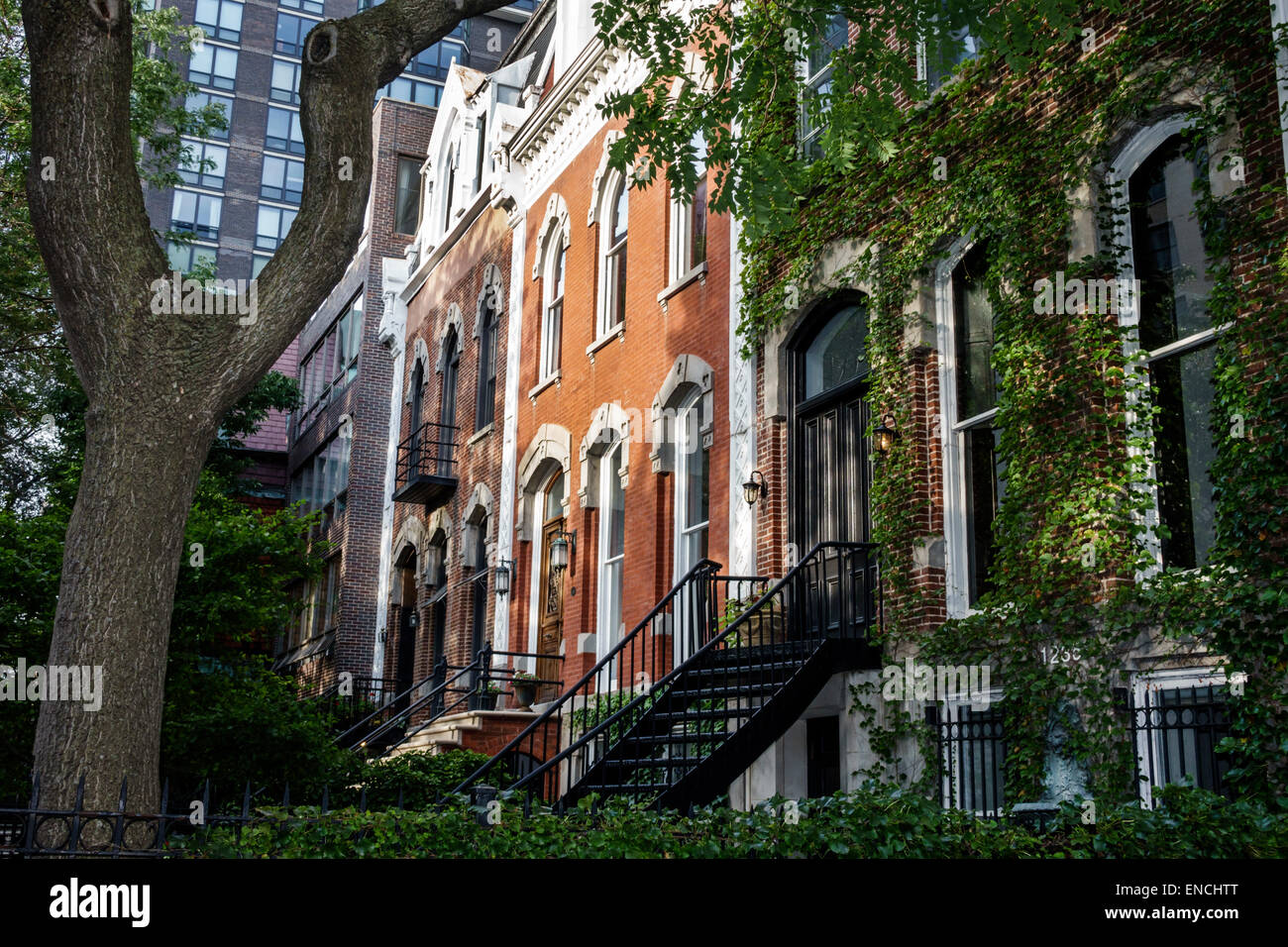 Chicago Illinois, Gold Coast Historic District, North Dearborn Parkway, quartiere, casa cittadina, casa di città, alloggio, marrone, facciata, porta, scala, edera, albero, t Foto Stock