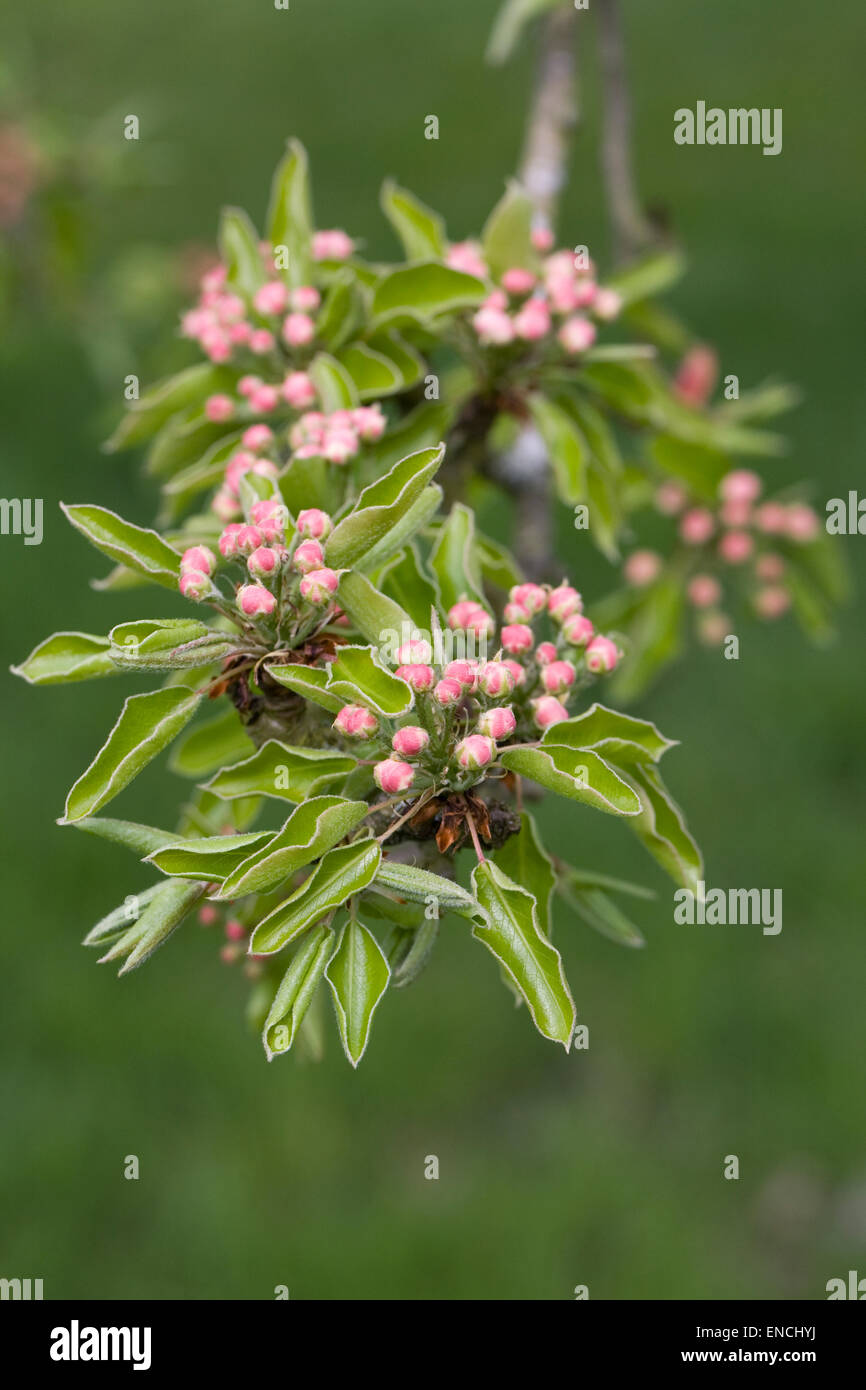 Pyrus communis 'boccioli di fiori in primavera. Foto Stock