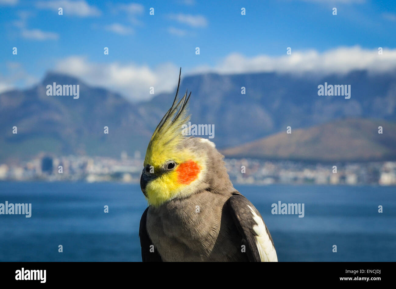 Un cockatiel su una nave da carico in uscita dal porto di Città del Capo, Sud Africa, e Table Mountain in background Foto Stock