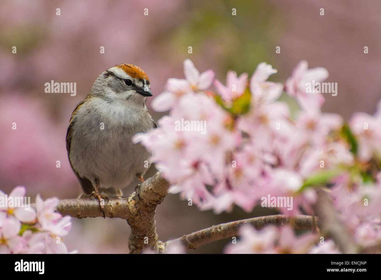 Chipping Sparrow Foto Stock