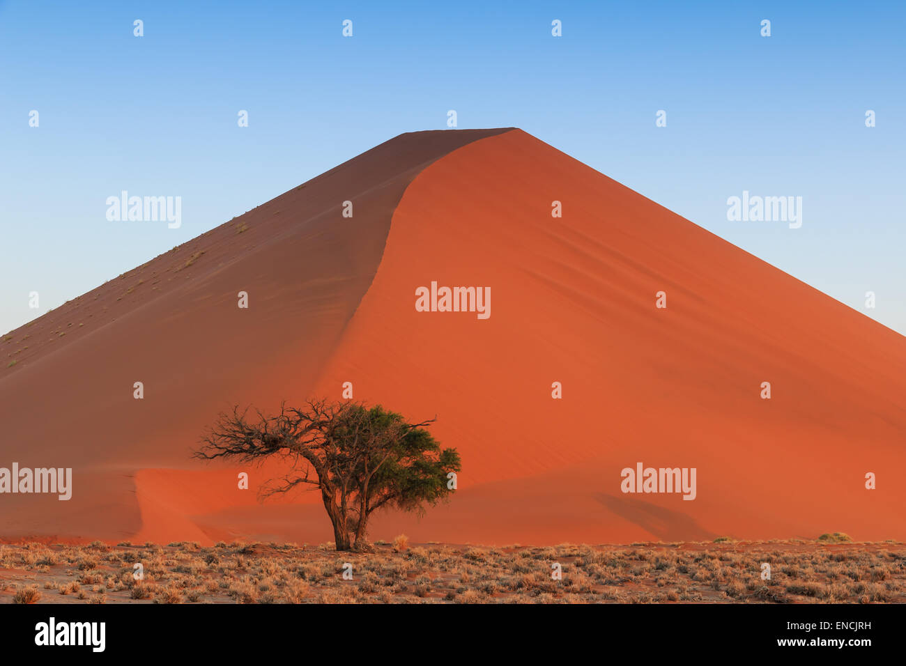Spettacolari dune rosse del cambio sempre sabbia. Al tramonto Sossusvlei, Namibia, Africa. Foto Stock