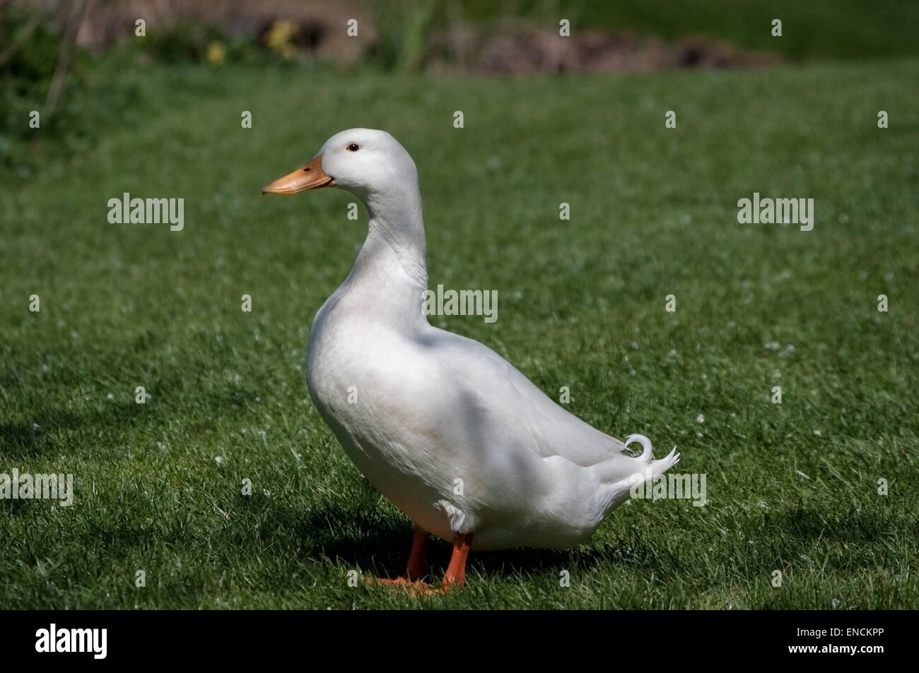 Singola bianco Aylesbury duck su erba, lato su ma guardando la fotocamera. Spazio attorno per copia. Foto Stock