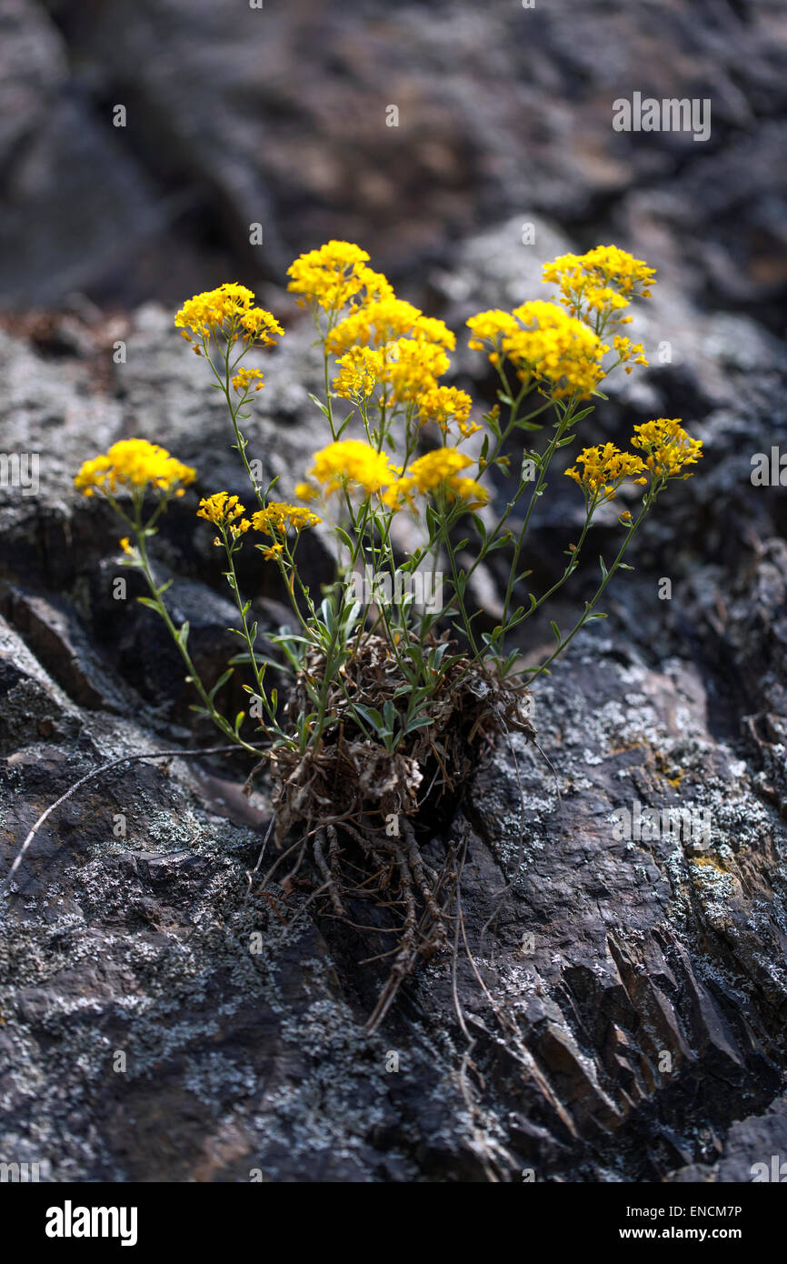 Polvere d'oro, giallo Aurinia sassatilis pianta che cresce in roccia Foto Stock