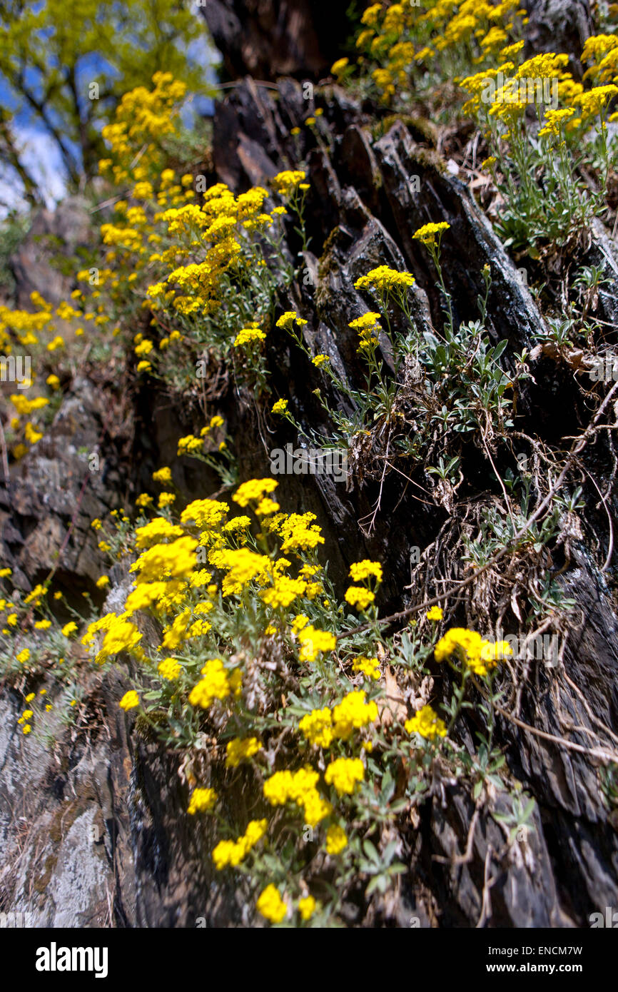 Polvere d oro, giallo Aurinia saxatilis su roccia Foto Stock
