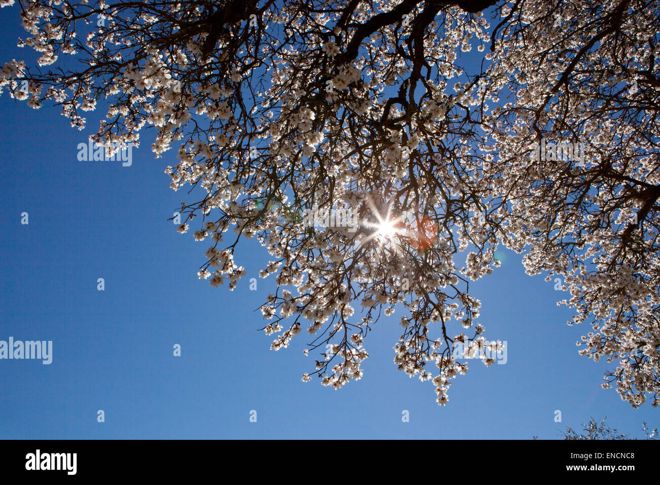 Lonely pear tree branch in piena fioritura su blu cielo soleggiato Foto Stock