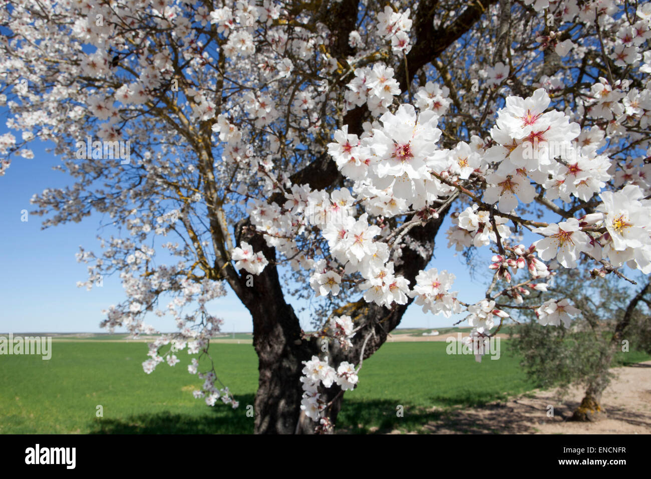Pear Tree in piena fioritura nel mezzo di un campo verde Foto Stock