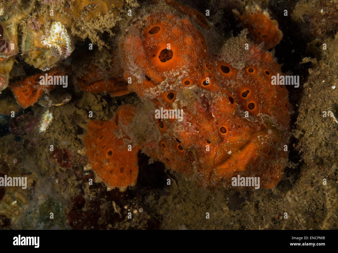 Arancione rana pescatrice dipinta su un corallo Foto Stock