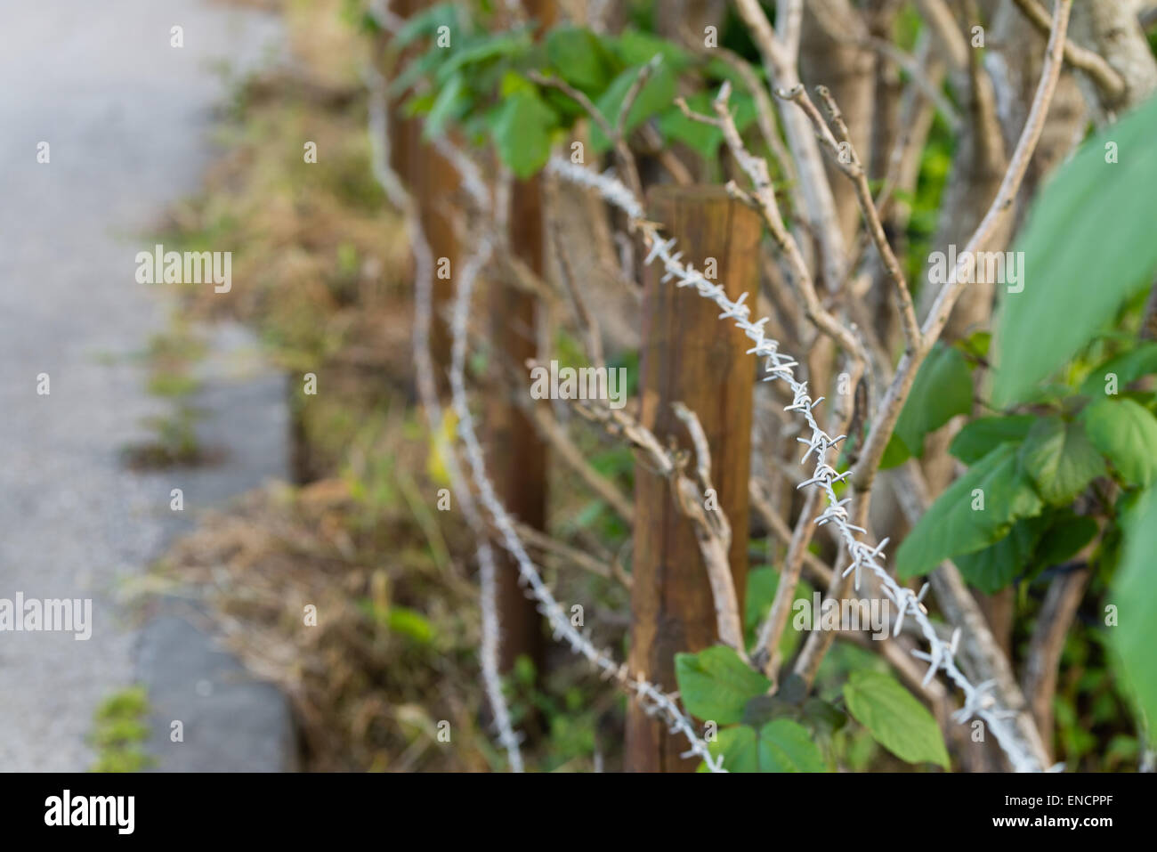 Filo spinato che racchiude un'area ricoperta da piante. Foto Stock