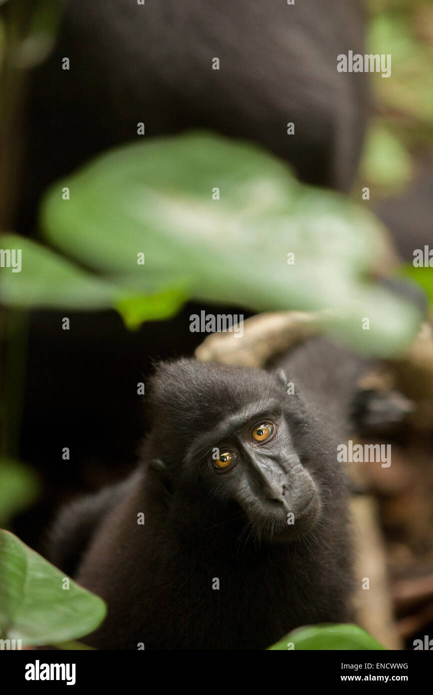 Un macaco crestato (Macaca nigra) giovane sta guardando curiosamente nella macchina fotografica come seduto sul terreno forestale a Tangkoko, Sulawesi del Nord, Indonesia. Foto Stock
